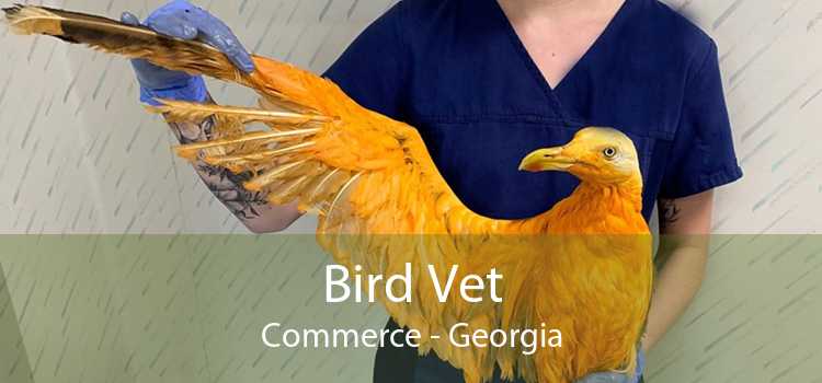 Bird Vet Commerce - Emergency Exotic Avian Vet Near Me