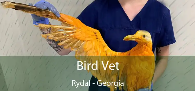 Bird Vet Rydal - Georgia